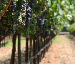 Napa Valley Wine Tours