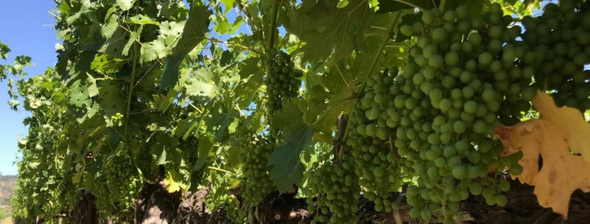 Production of Wine